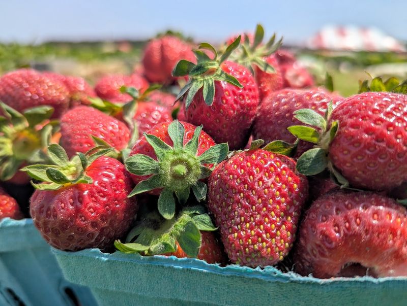 Strawberries, Peaches And Produce Picked Close To Home