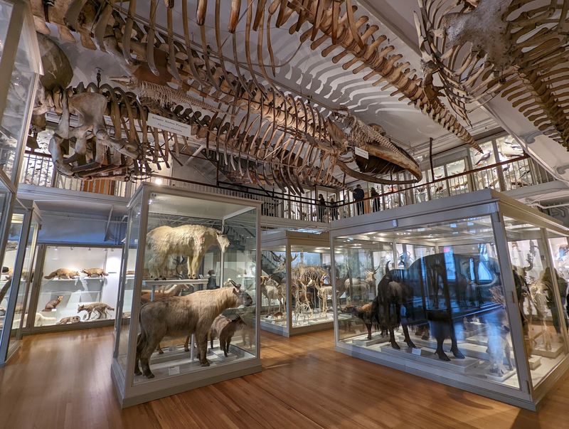 The Harvard Museum Of Natural History