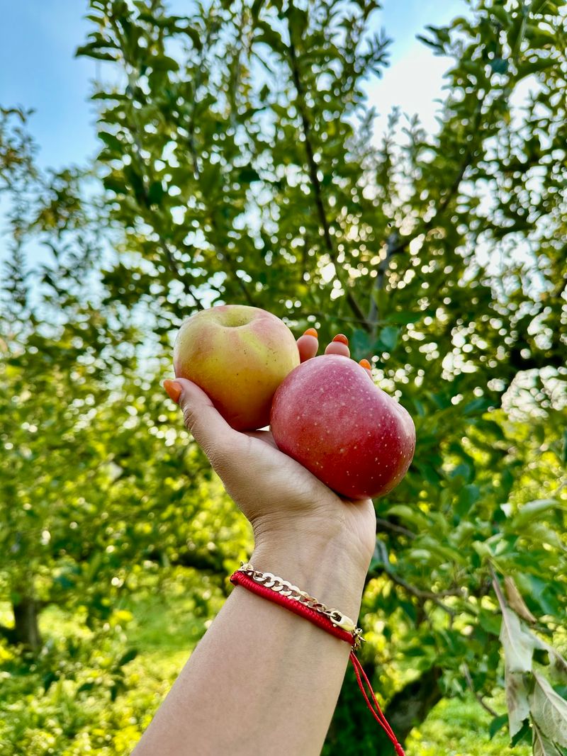 Stribling Orchard in Markham