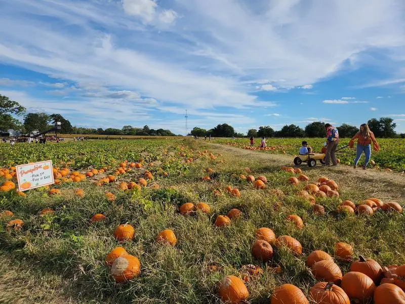 P-6 Farms: Pumpkins Meet Carnival Fun in Montgomery