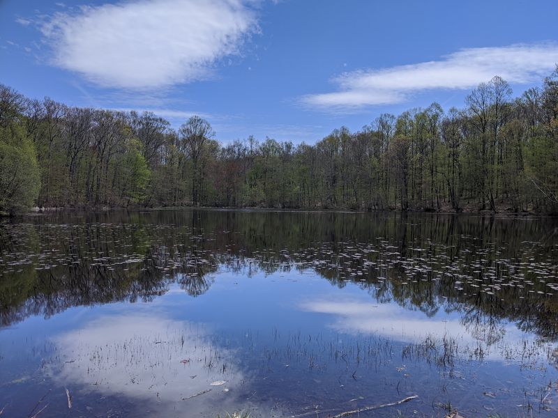 Catch the Pond's Changing Reflections