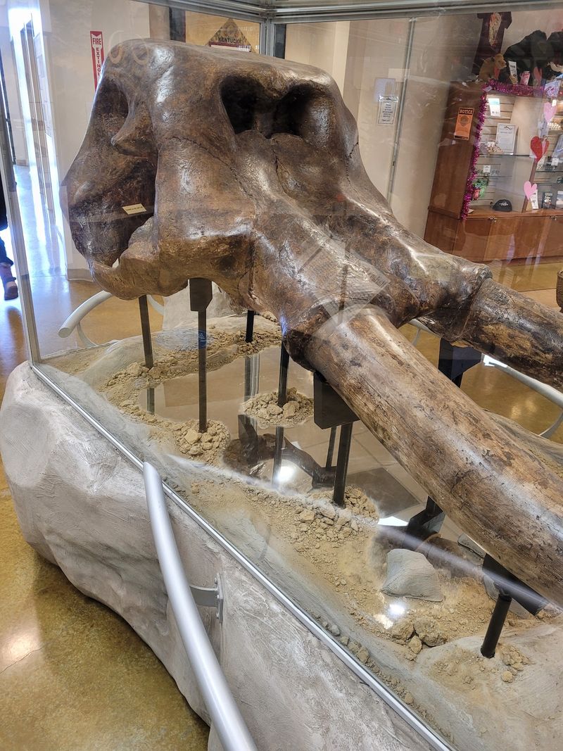 Bragging Rights As The Birthplace Of American Paleontology