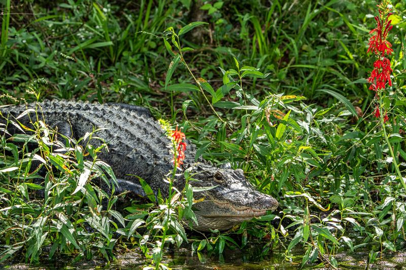 Alligators Call for Extra Space