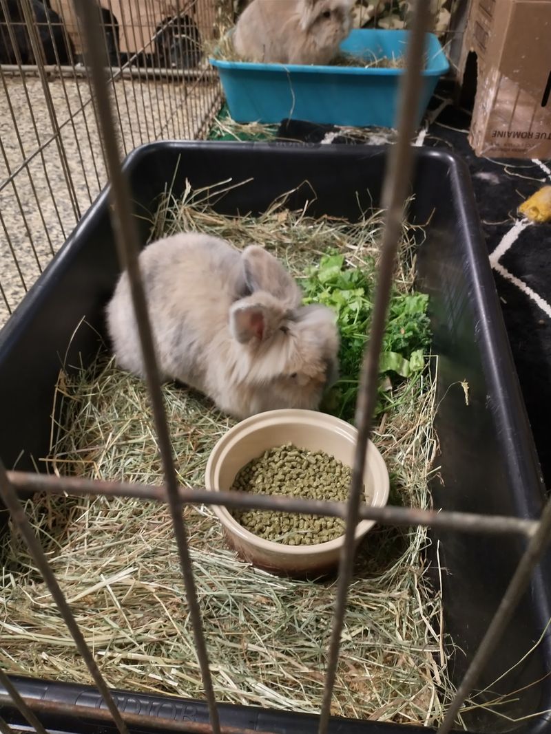 Grooming Help For Bunnies Who Hate The Brush