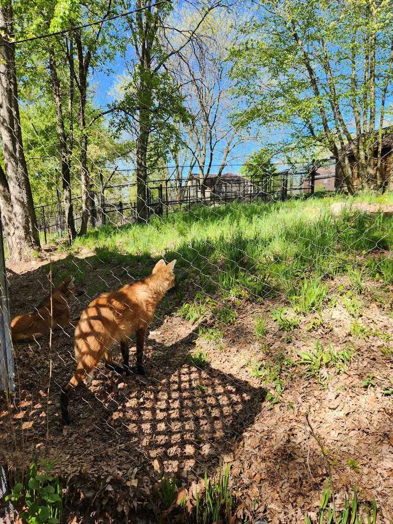 See Rare Wolves And Other Endangered Animals