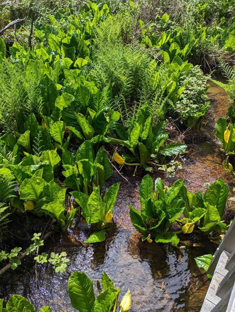 Two Creeks And A Wetland Run Right Beneath Your Feet