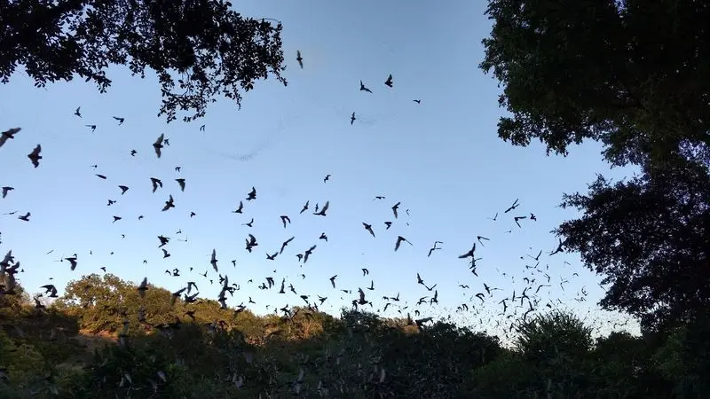 Sunset Turns Into A Swirling Batnado