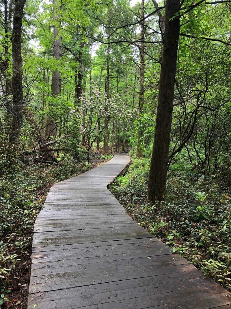 Pink Beds Trail Loop
