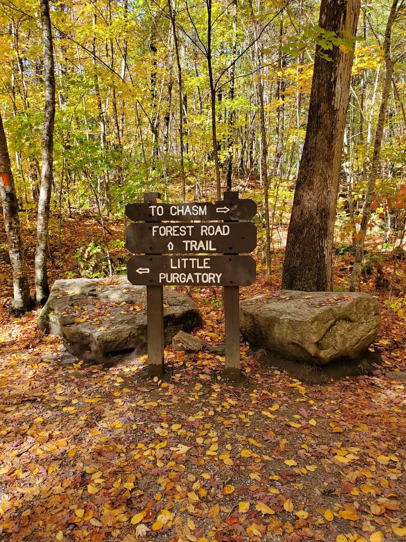 Purgatory Chasm State Reservation: Bright Leaves Against Gray Stone
