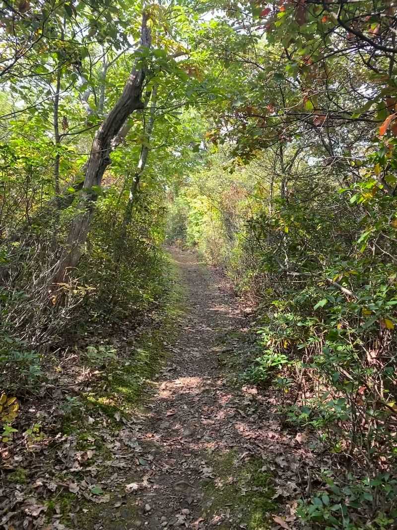 The Hollows Were Connected to the Outside World
