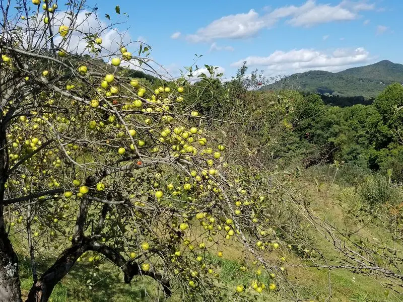 The Orchard at Altapass, Spruce Pine