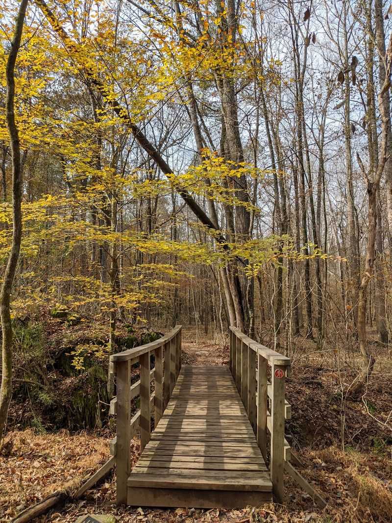 Creekside Color Without the Rush: Johnston Mill Nature Preserve - Chapel Hill, Orange County,