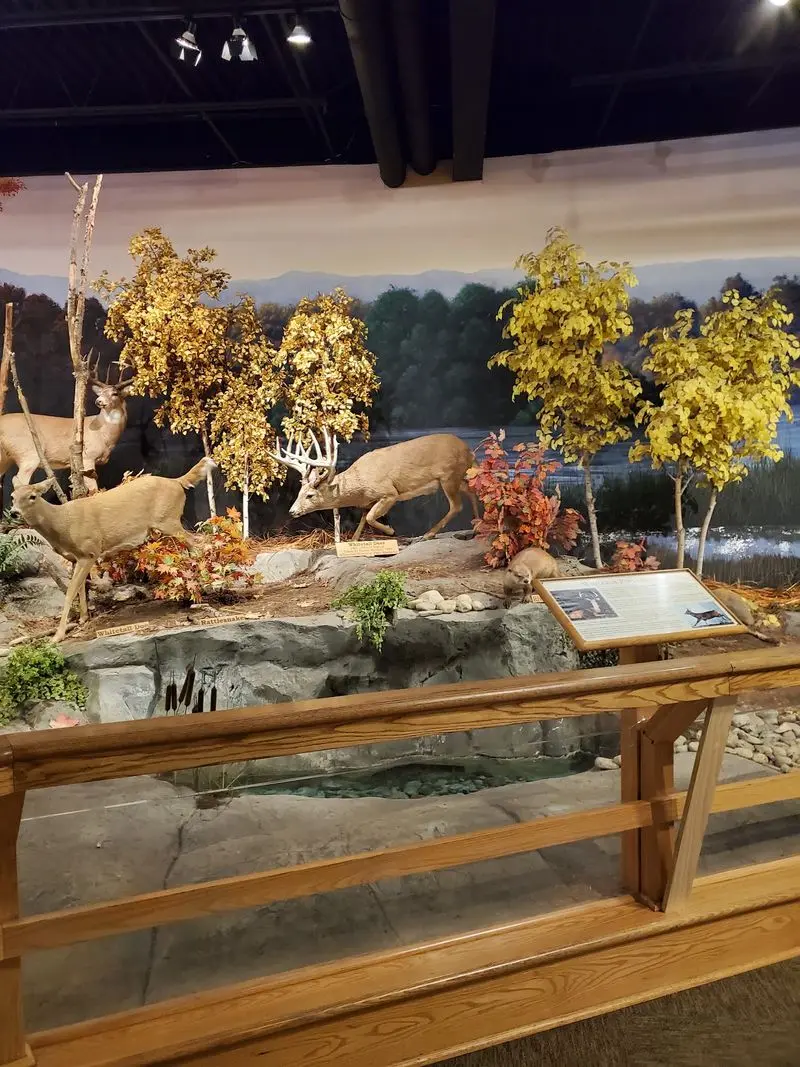 The Deer Museum Rewards a Closer Look