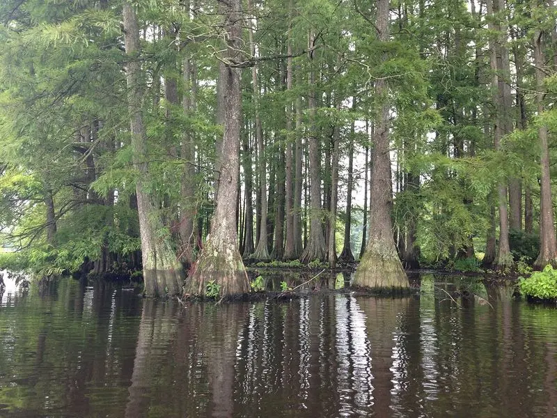 Meet The Biggest Wild Wetland You Never Heard About