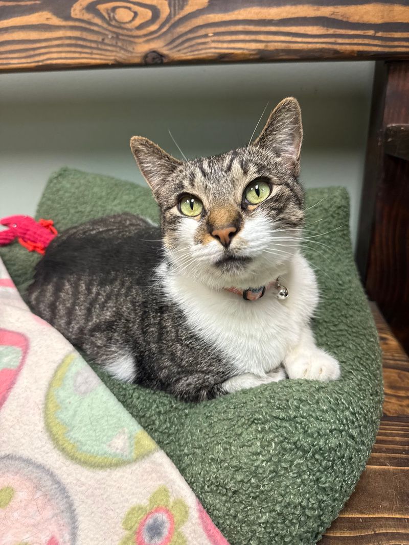 Vet Care, Microchips, And Healthy Cats Ready For Home