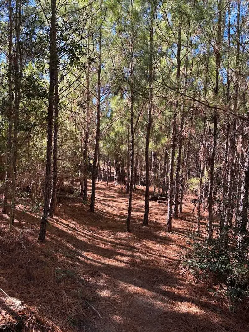 Watch the Lost Pines Recover at Bastrop State Park