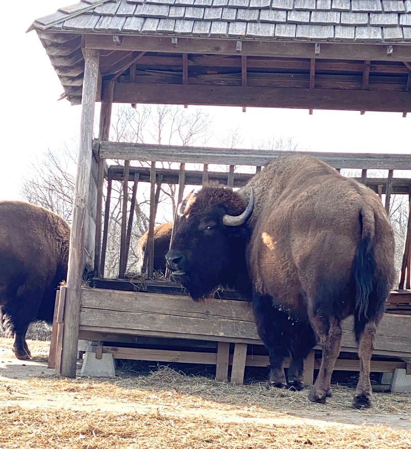 Yes, There Really Are Bison Next Door
