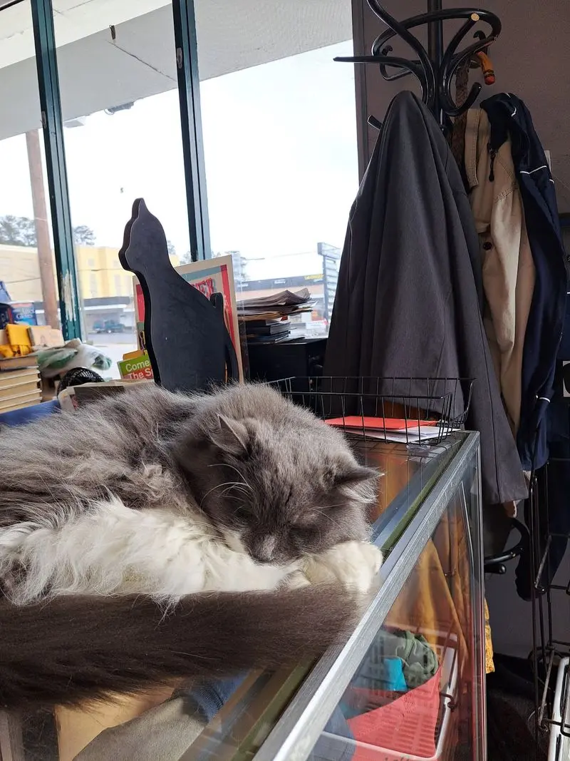 A Cat Named Mickey Might Help With Checkout