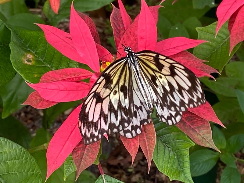 Catch A Butterfly On Its Very First Day