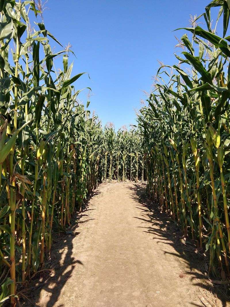 Eight Acres Of Corn Will Test Your Family's Teamwork