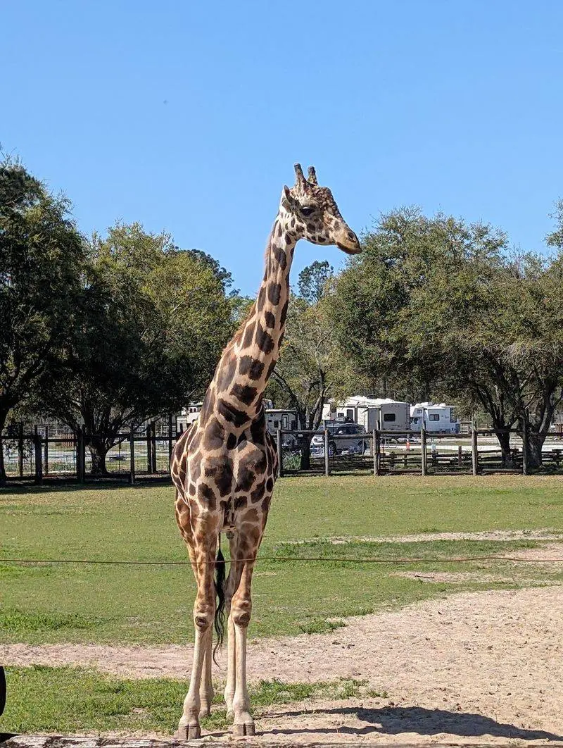 Climb Aboard The Safari Train For Giraffes And Rhinos