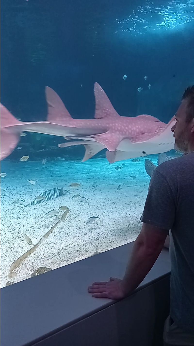 You Will Feel Every Wobble On The Shark Bridge
