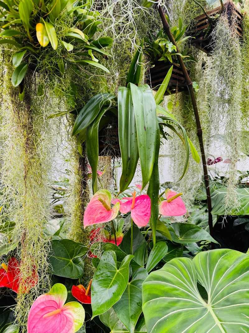 Staghorn Ferns Hanging Overhead And A Living Plant Wall