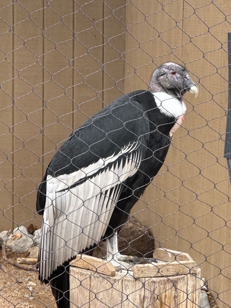 A Condor, Some Loud Emus, And Global Surprises