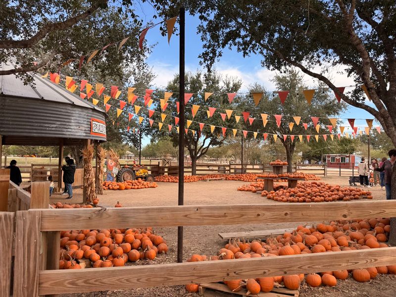 Devine Acres - San Antonio Pumpkin, Christmas & Easter Events