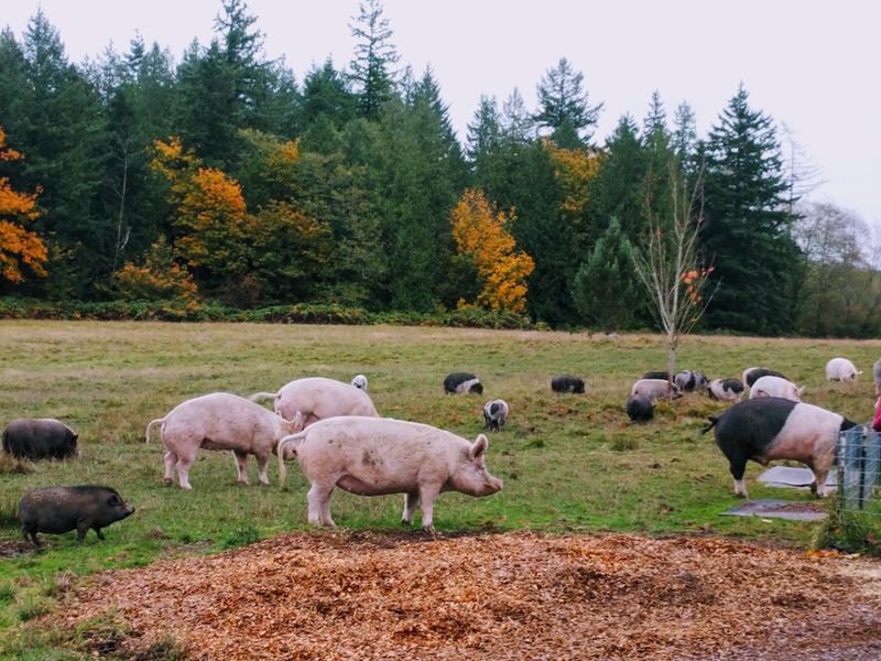 Finding Your Way To Stanwood's Favorite Pig Hangout