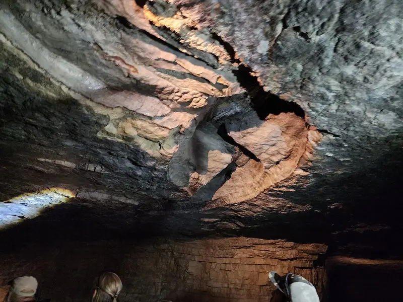 Small Bats Hanging Around for the Show