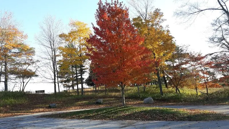 Kohler-Andrae State Park: Find Fall Color Beyond the Trees
