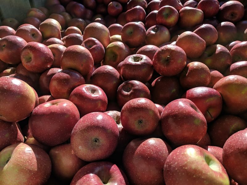 Gross Orchard in Bedford