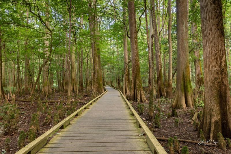 Follow the Bluff Trail for a Different Fall View