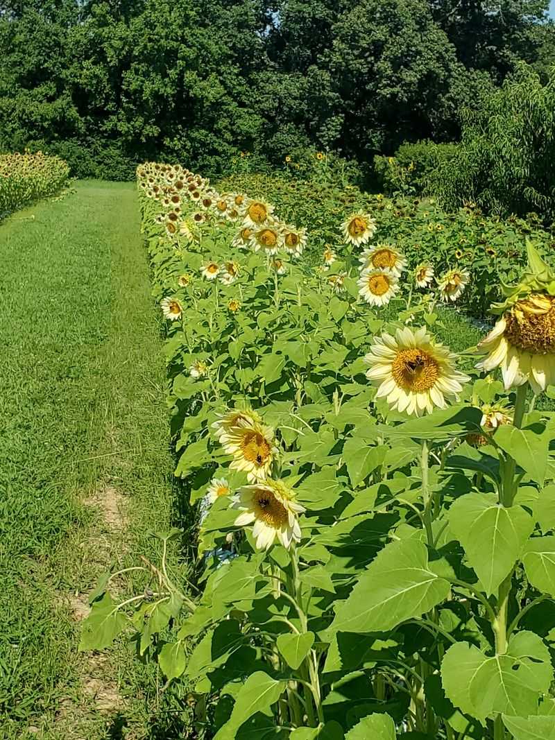Sunflowers That Steal the Show