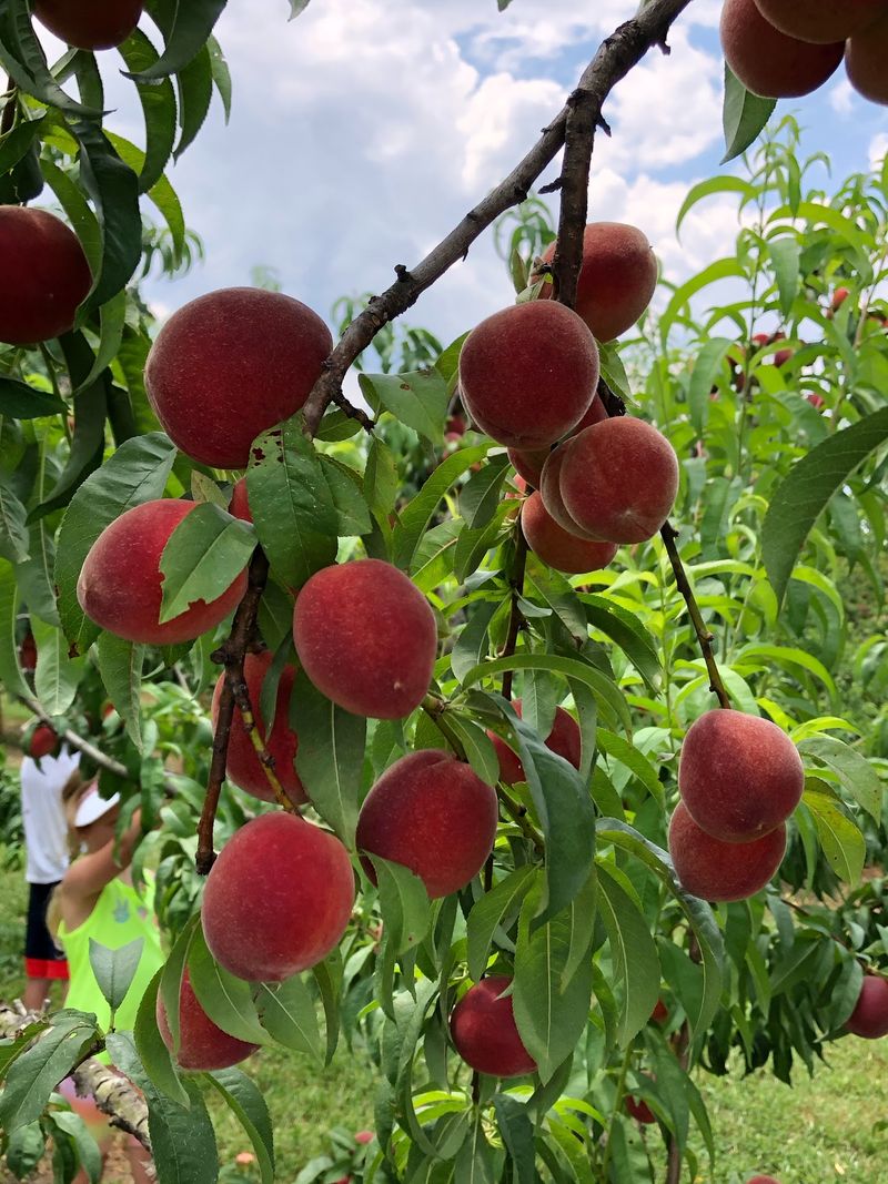 Peach Picking With a Plan