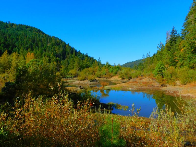 Turtles, Geese, And A Creek Coming Back To Life