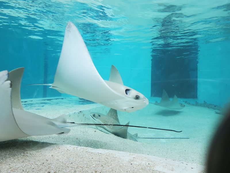 Go Ahead And Pet A Stingray, Gently