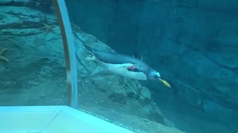 Look Down, Because There Are Penguins Under Your Shoes