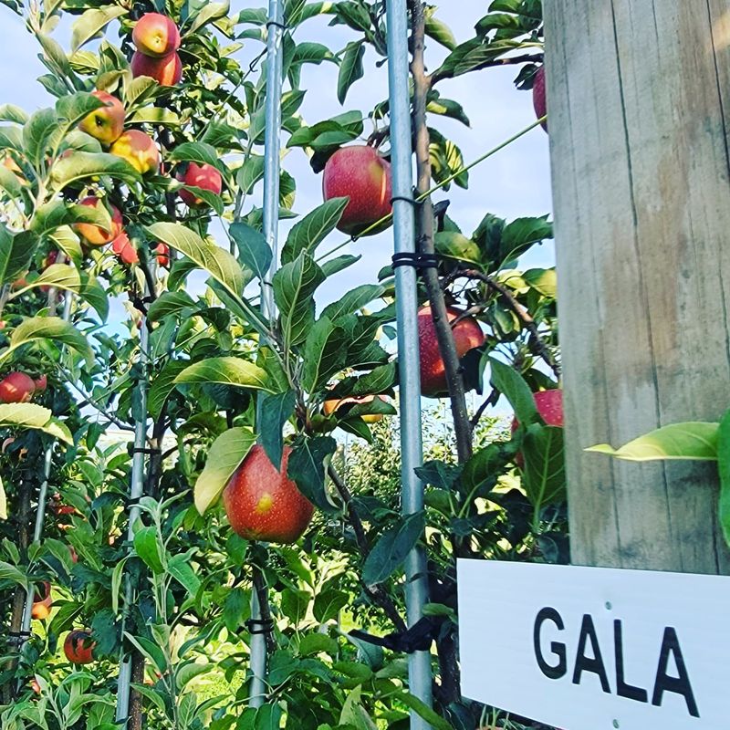 Time Your Visit Around The Apple Varieties