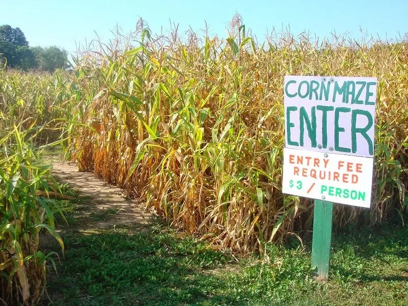 Get Lost in the Corn Maze