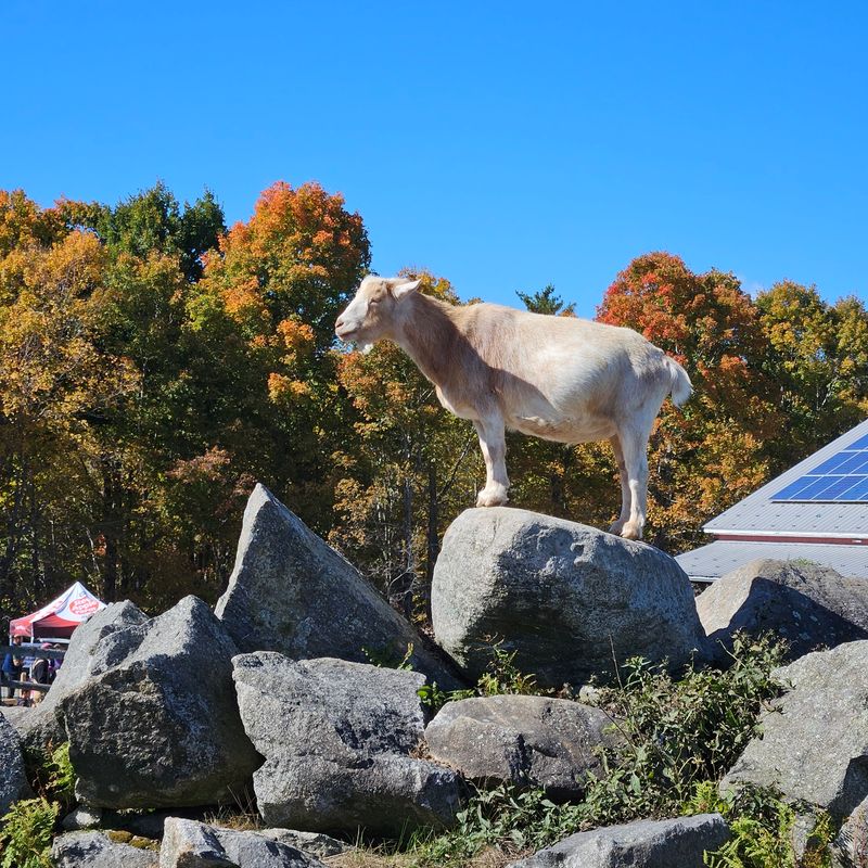 Goats, Donkeys, And Pigs Make Great Snack Break Company
