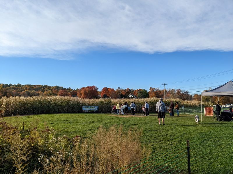 Getting Lost In The Corn Maze Is Totally The Point