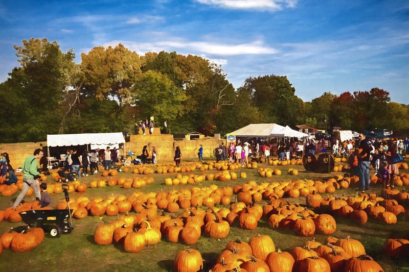 Fall Festival Turns An Orchard Into A Giant Playground