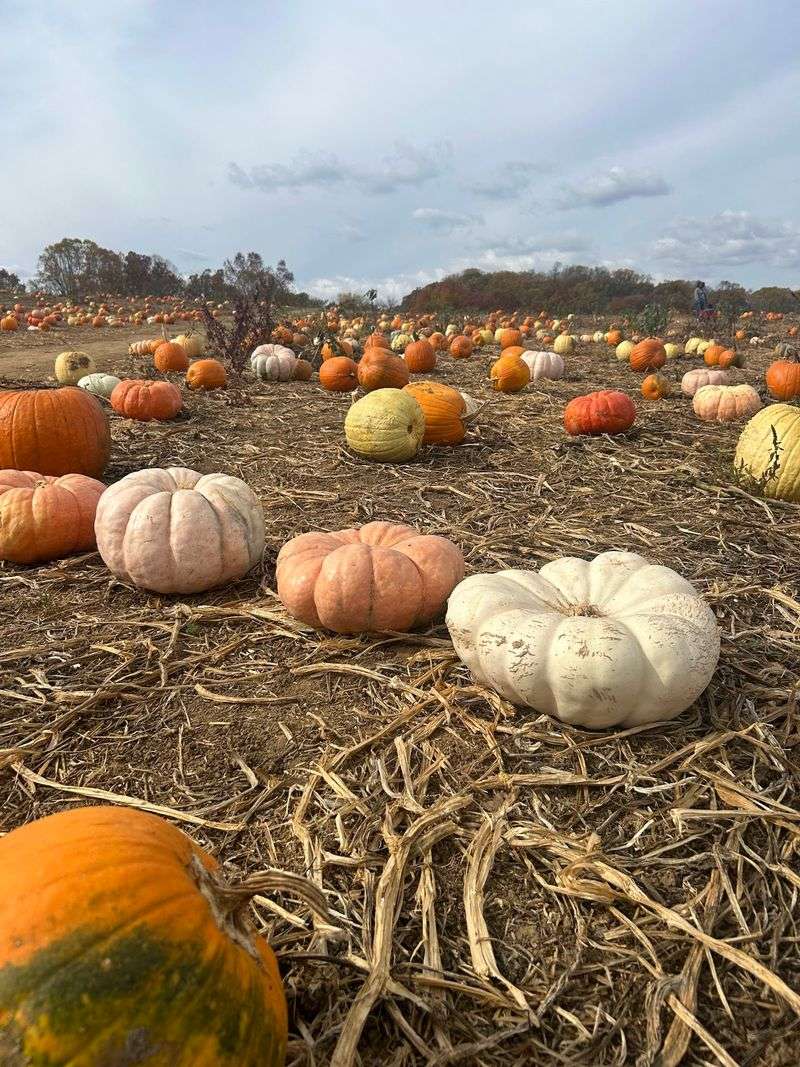 Search For Pumpkins In Every Shape And Color