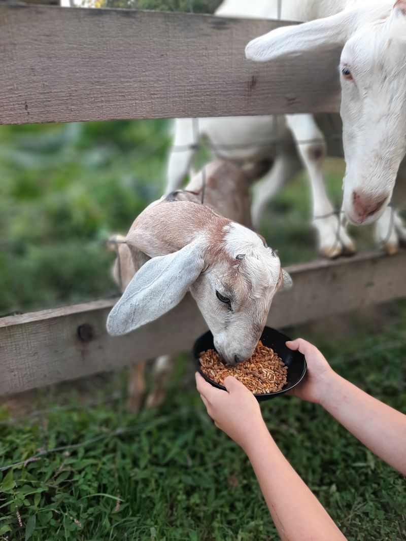 Goats Add an Unexpected Detour