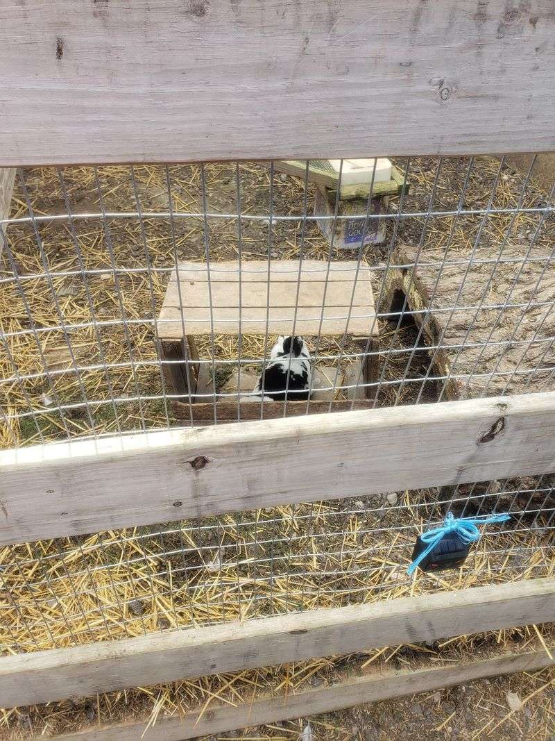 Goats Ruling The Feed Machines At A Free Petting Zoo