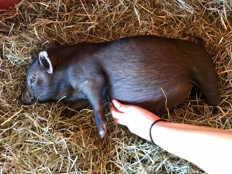 Perfect For Animal Lovers From Toddlers To Grandparents
