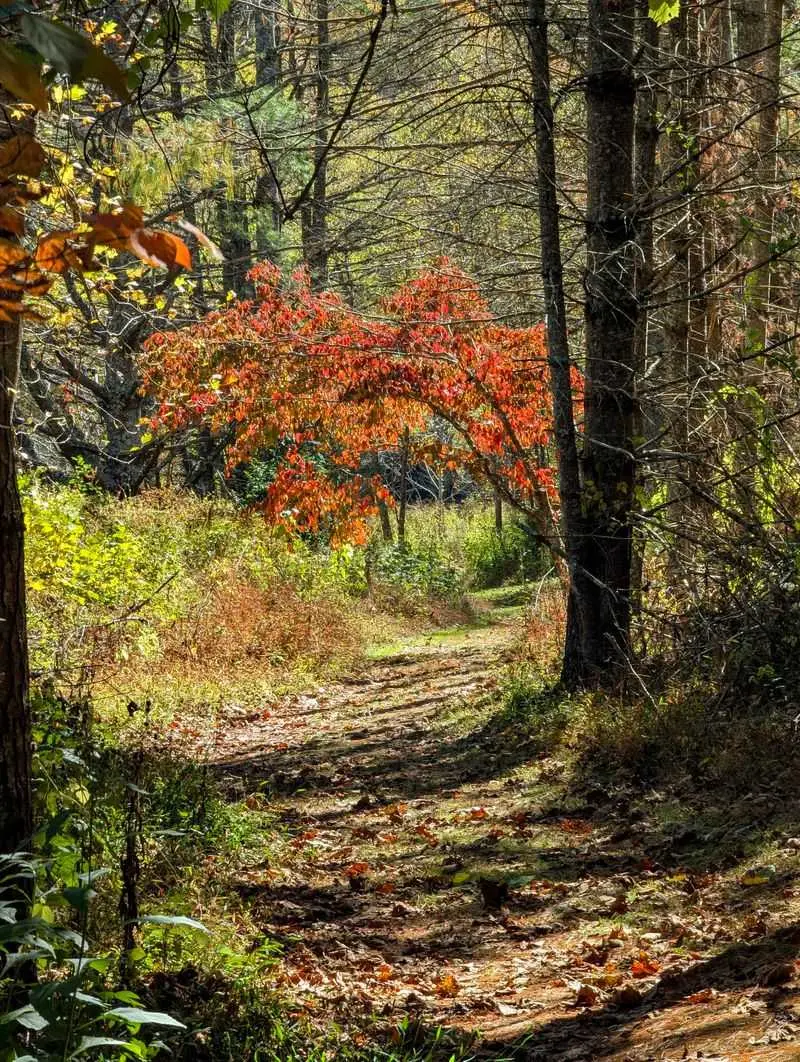 New River State Park - Laurel Springs