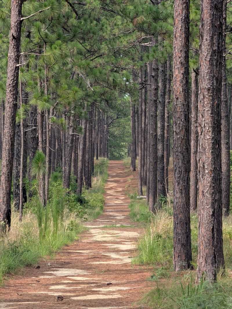 Where Longleaf Pines Set the Pace: Weymouth Woods Sandhills Nature Preserve - Southern Pines, Moore County,